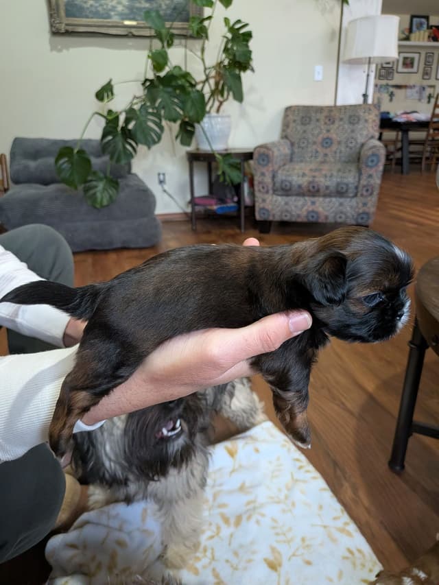 Shih Tzu Puppies media 8