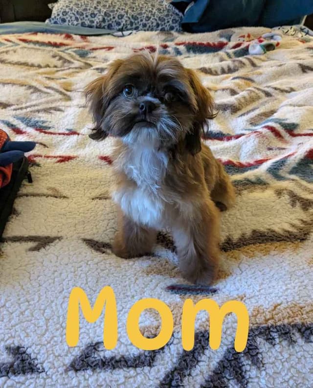 Shih Tzu Puppies media 9