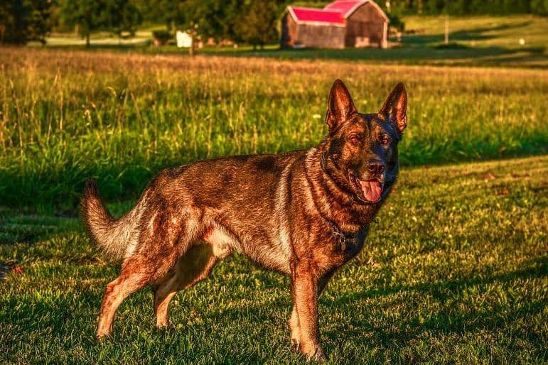 German Shepherd Dog Puppies breeder image 2
