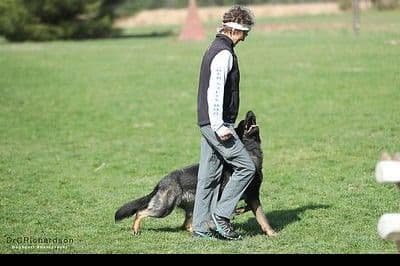 German Shepherd Dog Puppies breeder image 5