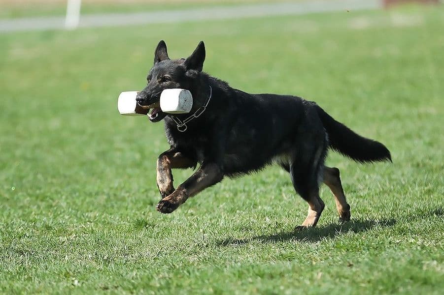 German Shepherd Dog Puppies breeder image 6