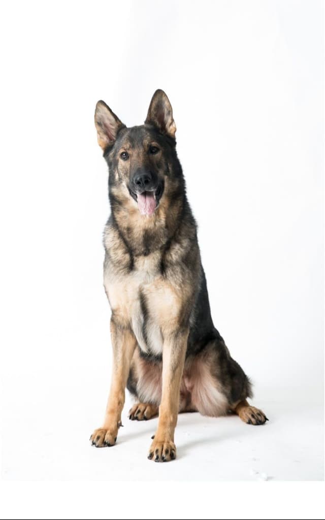 German Shepherd Dog Puppies media 4