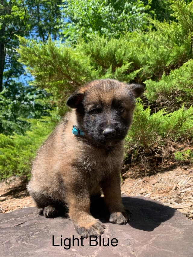 German Shepherd Dog Puppies media 8