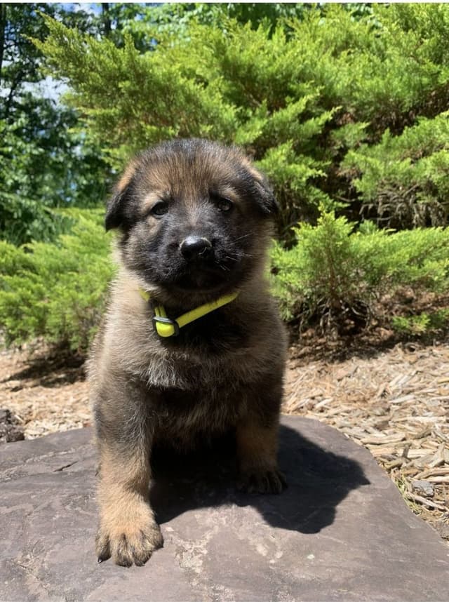 German Shepherd Dog Puppies media 9