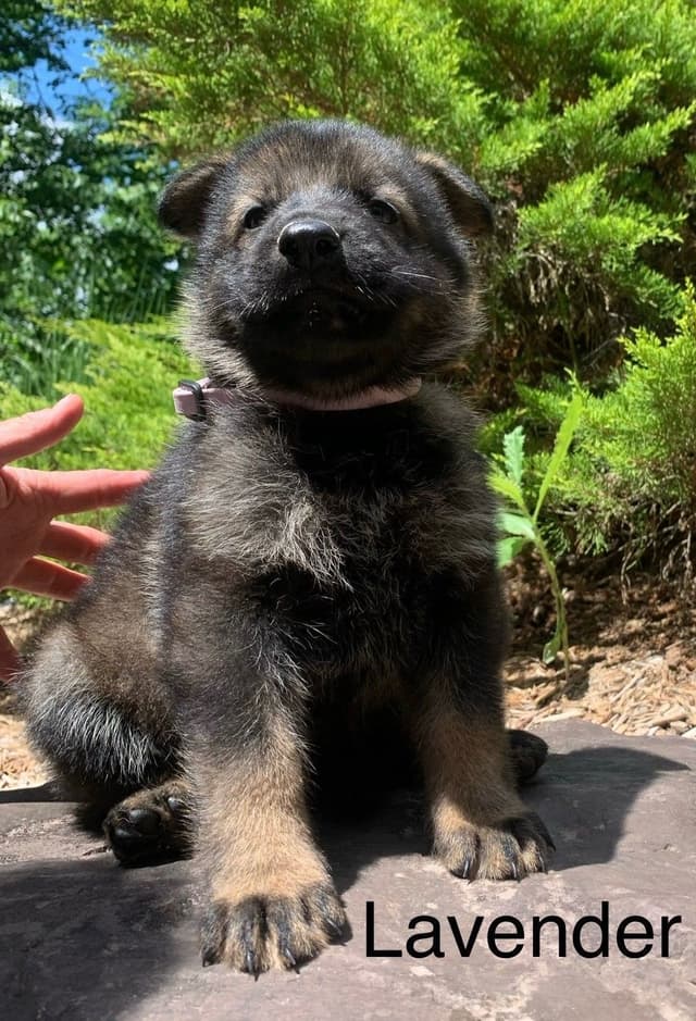 German Shepherd Dog Puppies media 10