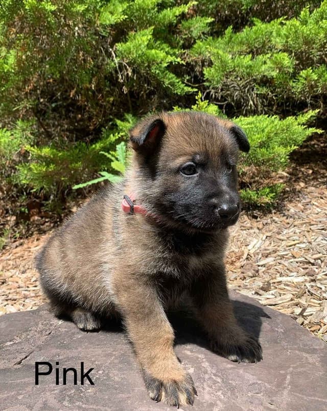 German Shepherd Dog Puppies media 11