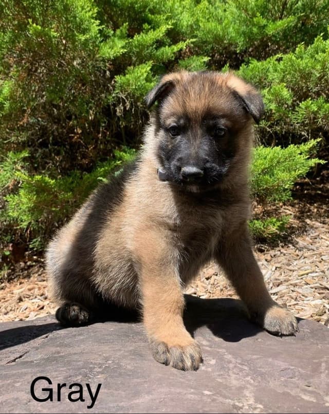 German Shepherd Dog Puppies media 13