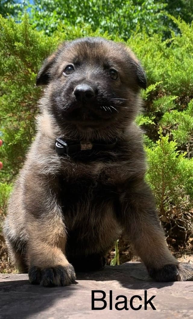 German Shepherd Dog Puppies media 12