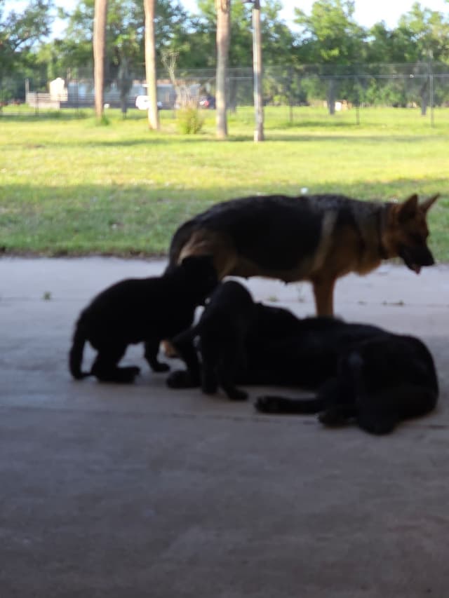 Happy & Playful German Shepherd Puppies - Ready for Loving Homes! media 2