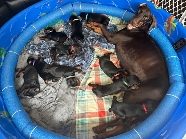 100% European Doberman Pinscher Puppies Bred in Serbia, Born in USA media 2