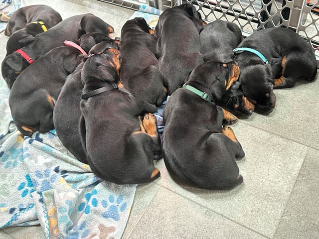 100% European Doberman Pinscher Puppies Bred in Serbia, Born in USA media 3