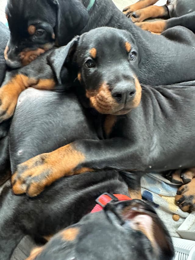 100% European Doberman Pinscher Puppies Bred in Serbia, Born in USA media 4