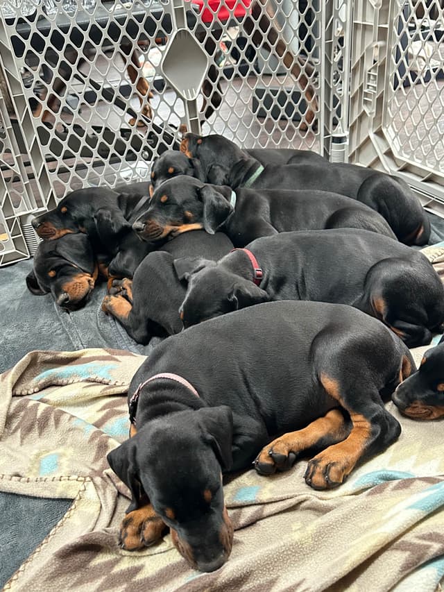 100% European Doberman Pinscher Puppies Bred in Serbia, Born in USA media 5