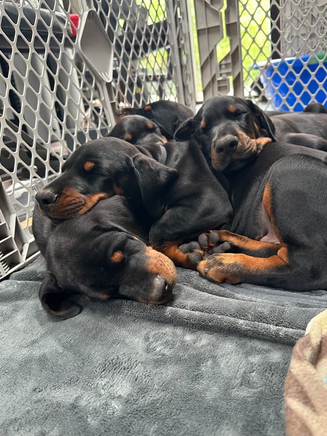 100% European Doberman Pinscher Puppies Bred in Serbia, Born in USA media 6