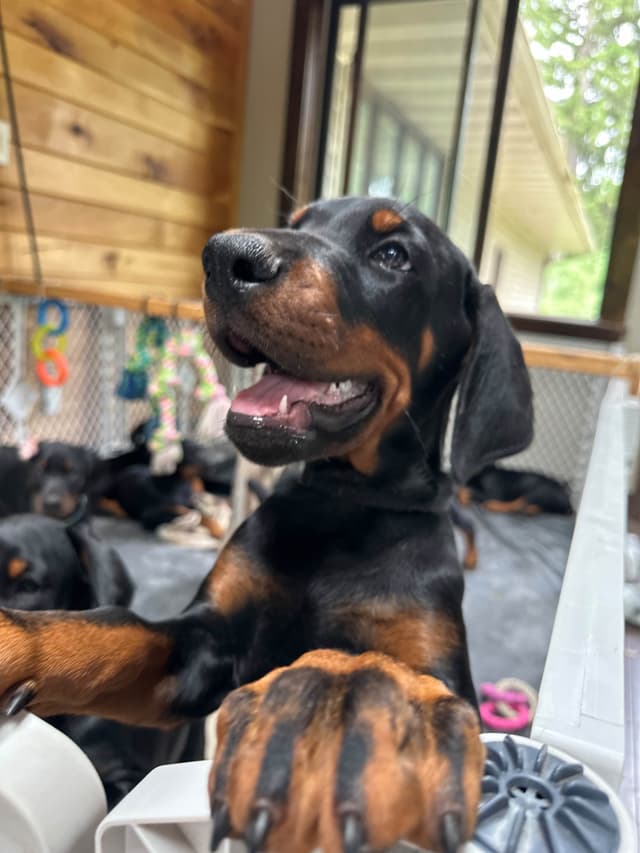 100% European Doberman Pinscher Puppies Bred in Serbia, Born in USA media 7