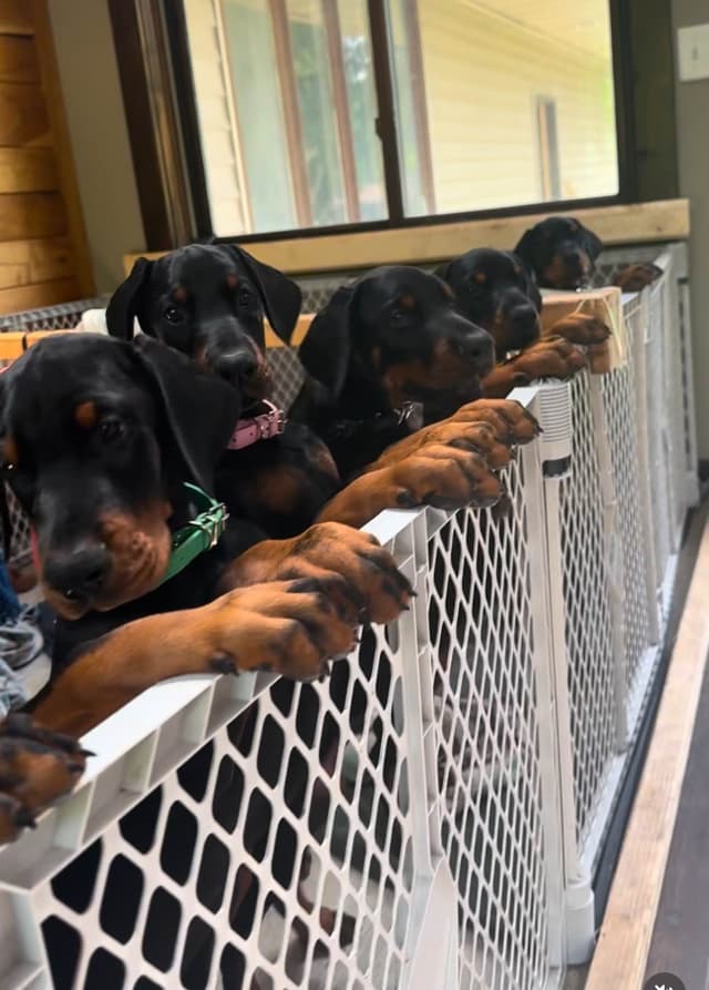 100% European Doberman Pinscher Puppies Bred in Serbia, Born in USA media 8