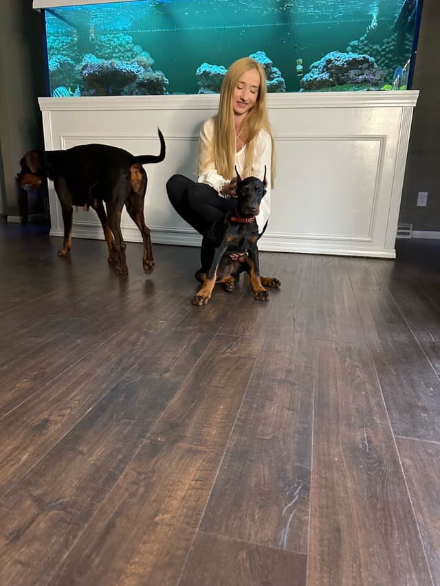 100% European Doberman Pinscher Puppies Bred in Serbia, Born in USA media 13