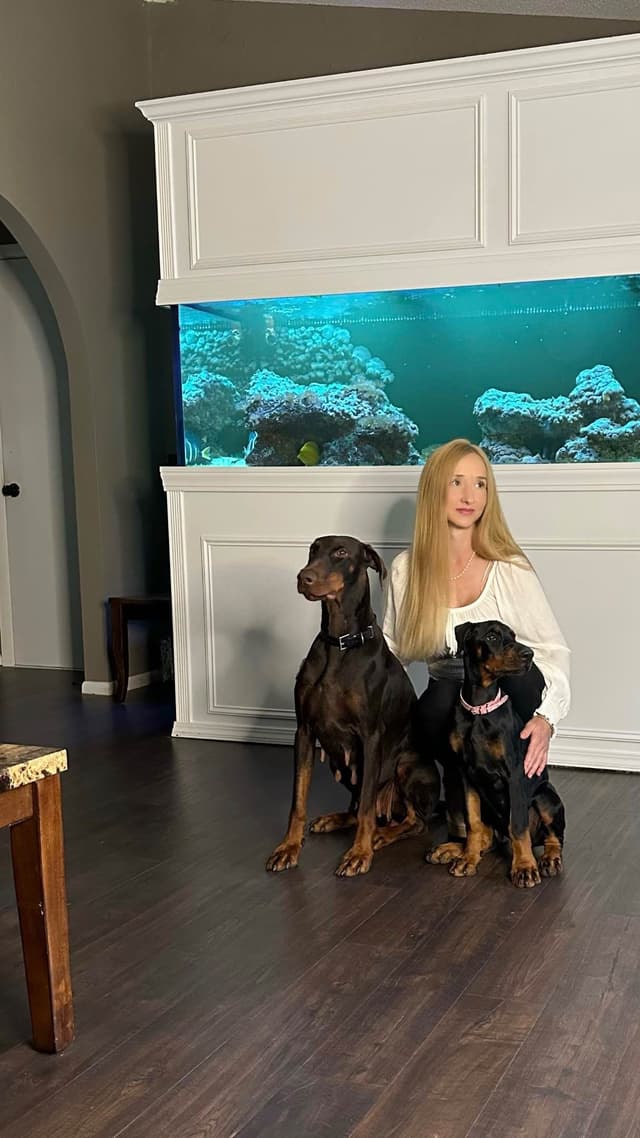 100% European Doberman Pinscher Puppies Bred in Serbia, Born in USA media 14