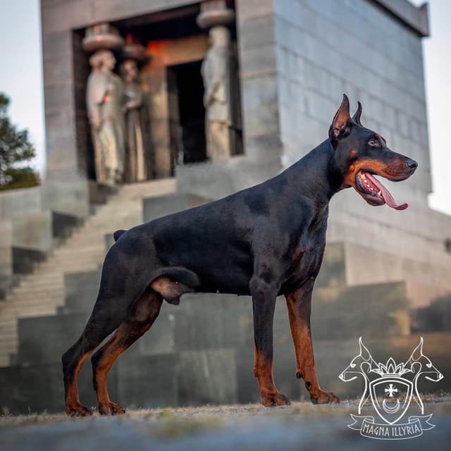 100% European Doberman Pinscher Puppies Bred in Serbia, Born in USA media 16