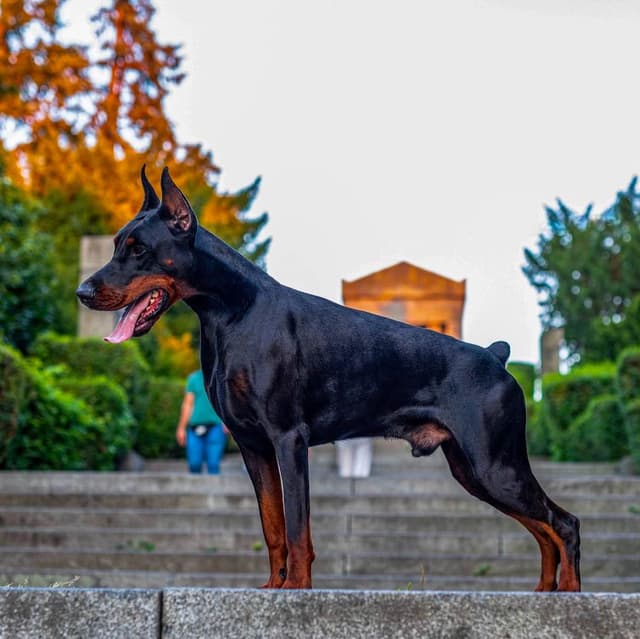 100% European Doberman Pinscher Puppies Bred in Serbia, Born in USA media 17