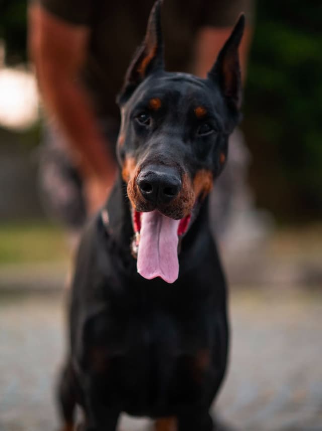 100% European Doberman Pinscher Puppies Bred in Serbia, Born in USA media 18
