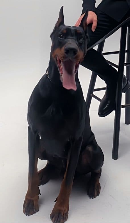 100% European Doberman Pinscher Puppies Bred in Serbia, Born in USA media 19
