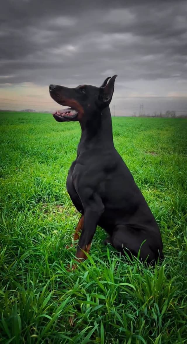 100% European Doberman Pinscher Puppies Bred in Serbia, Born in USA media 20