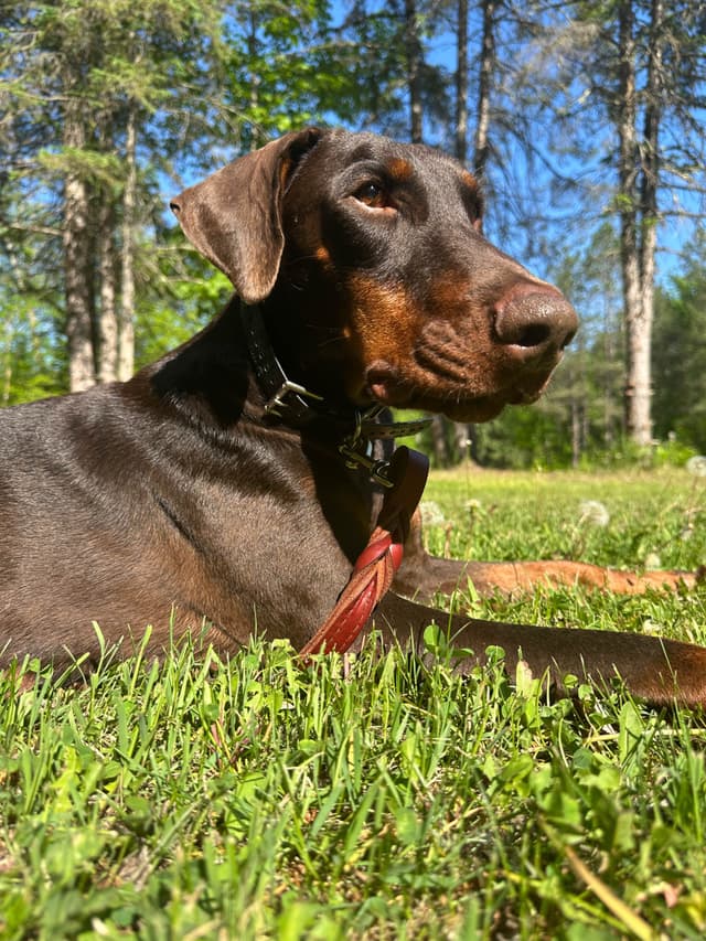 100% European Doberman Pinscher Puppies Bred in Serbia, Born in USA media 26
