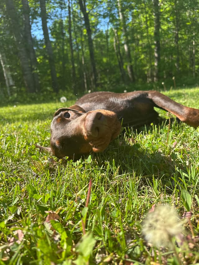 100% European Doberman Pinscher Puppies Bred in Serbia, Born in USA media 27