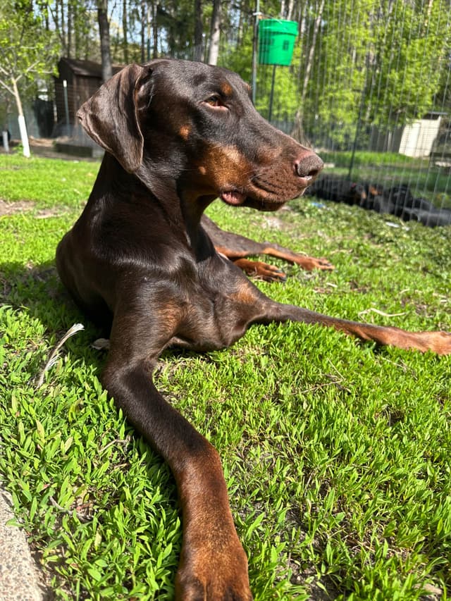 100% European Doberman Pinscher Puppies Bred in Serbia, Born in USA media 28