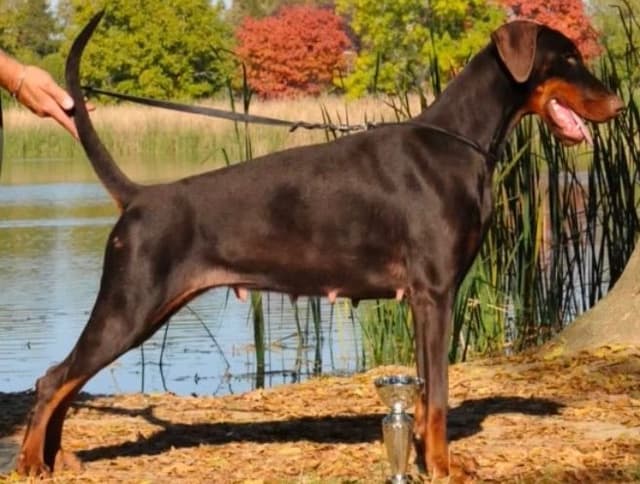 100% European Doberman Pinscher Puppies Bred in Serbia, Born in USA media 29