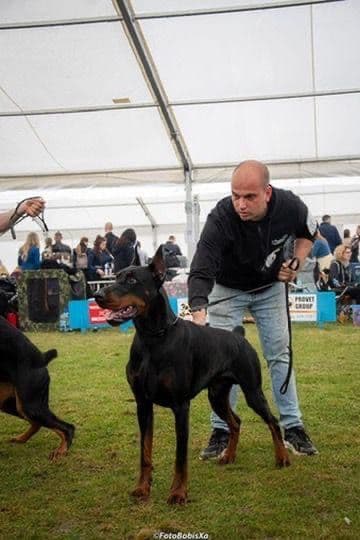 100% European Doberman Pinscher Puppies Bred in Serbia, Born in USA media 22