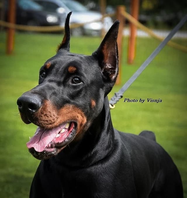 100% European Doberman Pinscher Puppies Bred in Serbia, Born in USA media 23