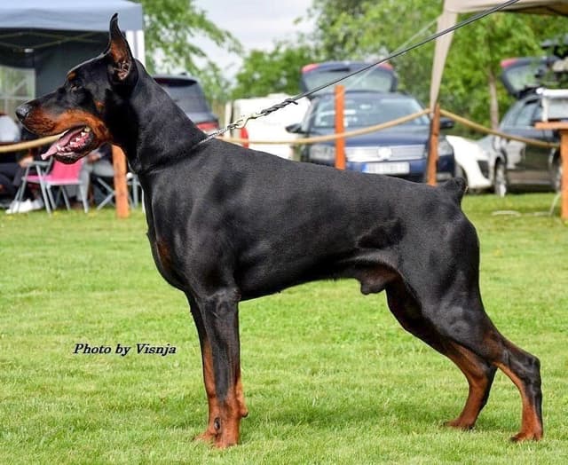 100% European Doberman Pinscher Puppies Bred in Serbia, Born in USA media 24