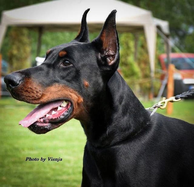 100% European Doberman Pinscher Puppies Bred in Serbia, Born in USA media 25