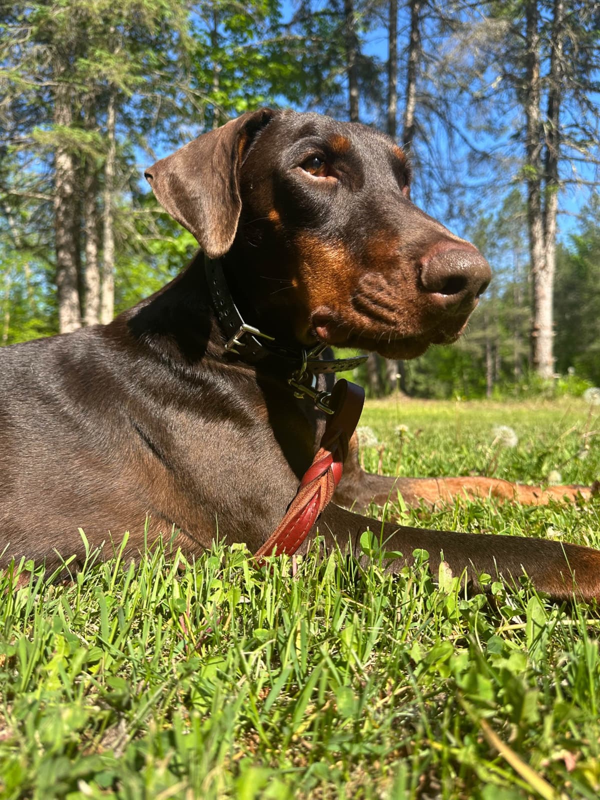 100% European Doberman Pinscher Puppies Bred in Serbia, Born in USA breeder image 2