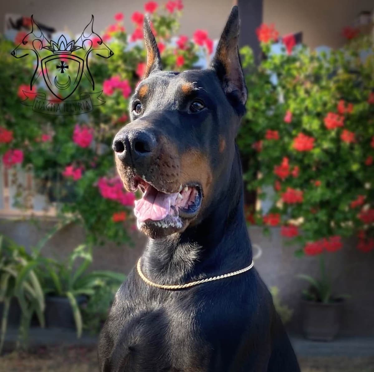 100% European Doberman Pinscher Puppies Bred in Serbia, Born in USA breeder image 3