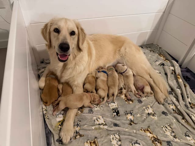 Golden Retriever Puppies– Exceptional Temperament & Champion Bloodline media 2