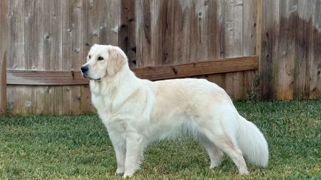 Golden Retriever Puppies– Exceptional Temperament & Champion Bloodline media 3