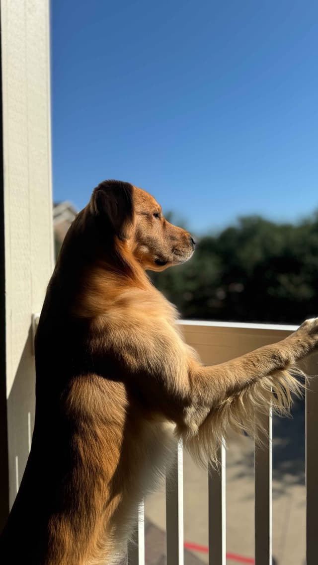Golden Retriever Puppies– Exceptional Temperament & Champion Bloodline media 5
