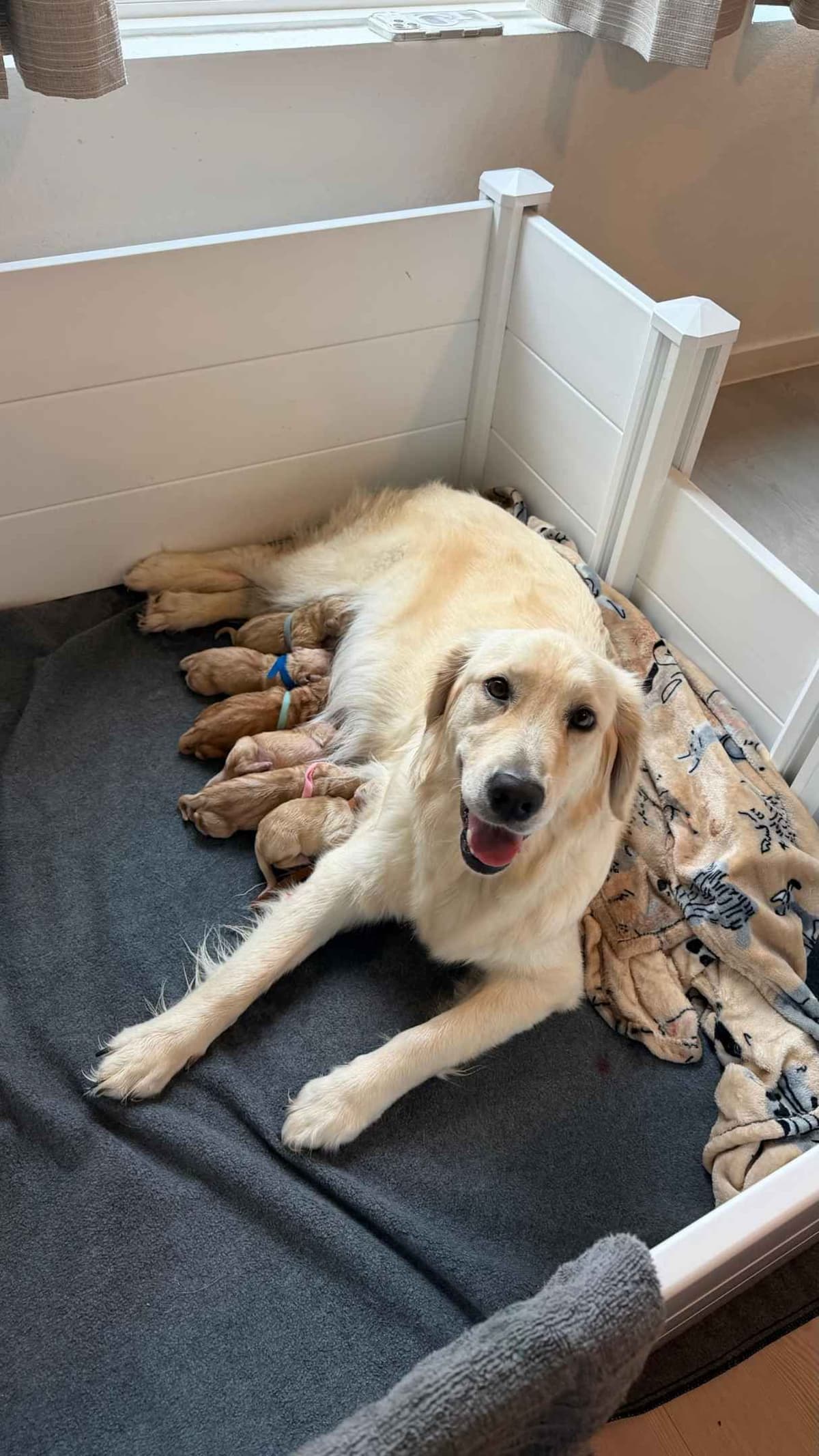 Golden Retriever Puppies– Exceptional Temperament & Champion Bloodline breeder image 2