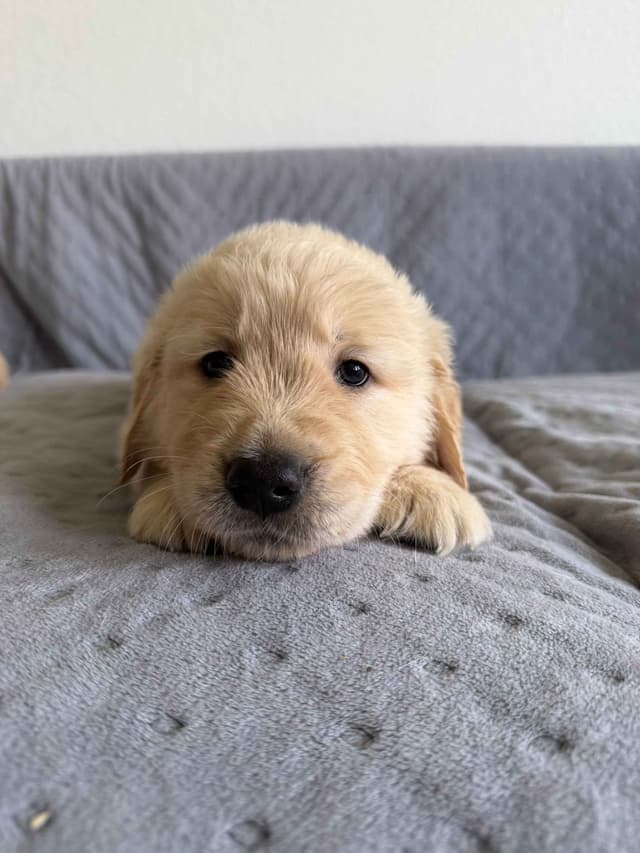 Golden Retriever Puppies– Exceptional Temperament & Champion Bloodline media 8