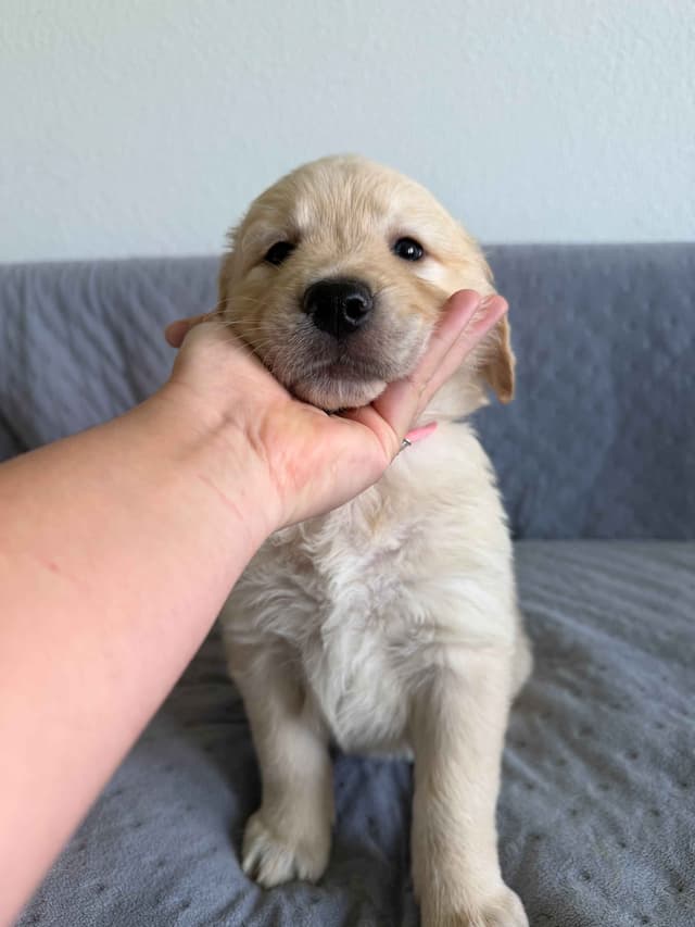 Golden Retriever Puppies– Exceptional Temperament & Champion Bloodline media 9