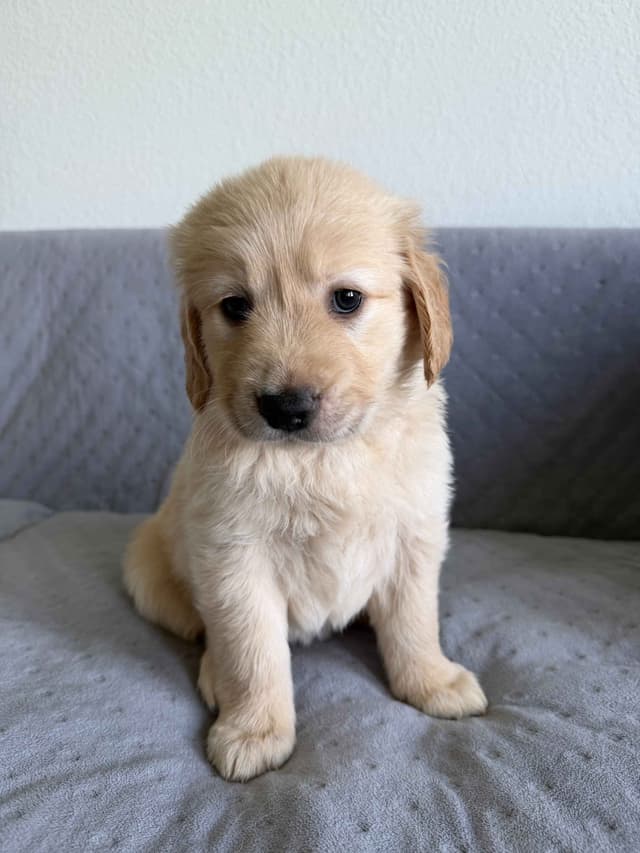 Golden Retriever Puppies– Exceptional Temperament & Champion Bloodline media 12