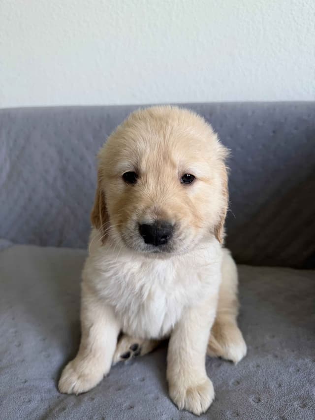 Golden Retriever Puppies– Exceptional Temperament & Champion Bloodline media 13