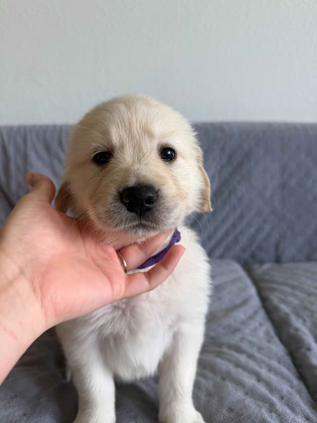 Golden Retriever Puppies– Exceptional Temperament & Champion Bloodline media 6