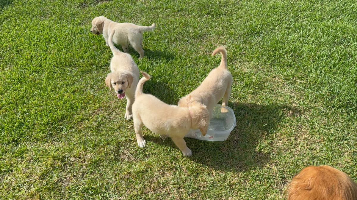 Golden Retriever Puppies– Exceptional Temperament & Champion Bloodline breeder image 16