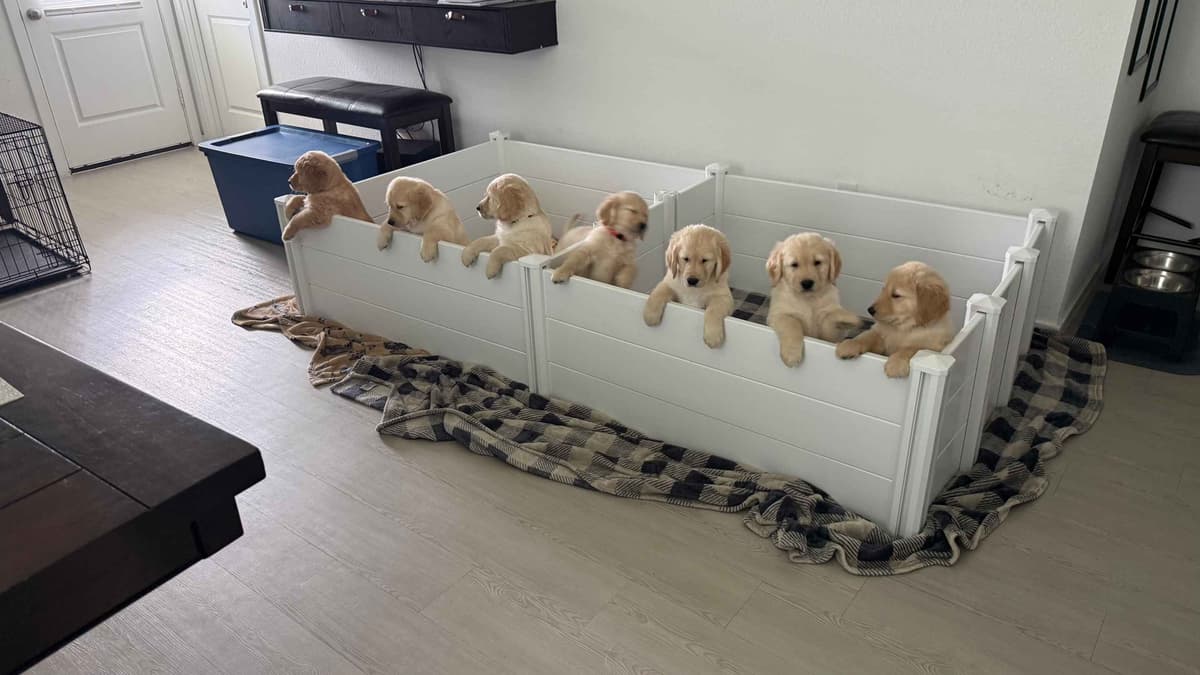 Golden Retriever Puppies– Exceptional Temperament & Champion Bloodline breeder image 18