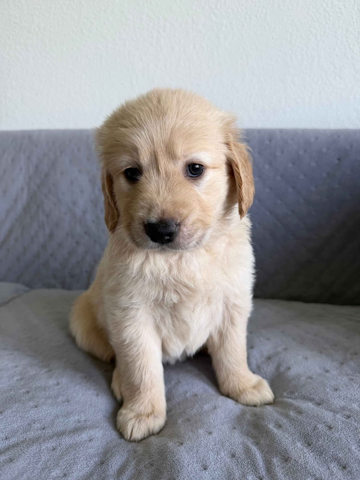 Golden Retriever Puppies– Exceptional Temperament & Champion Bloodline breeder image 21