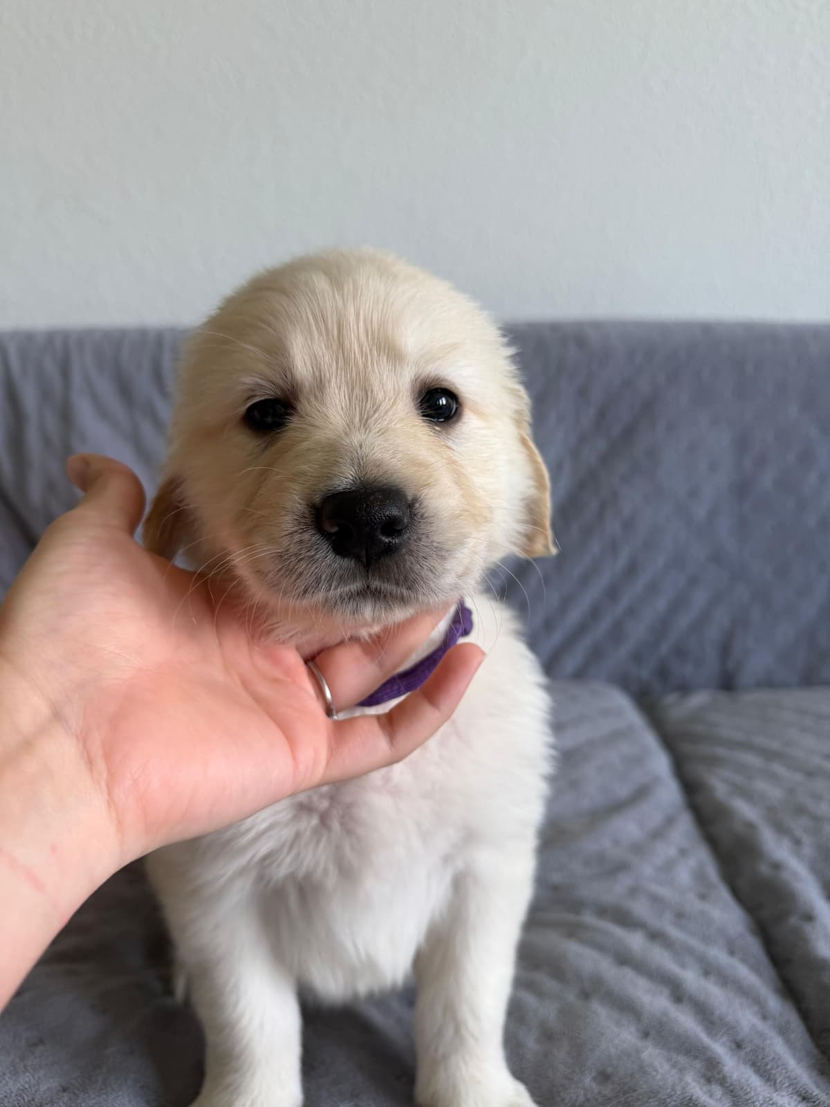 Golden Retriever Puppies– Exceptional Temperament & Champion Bloodline breeder image 23